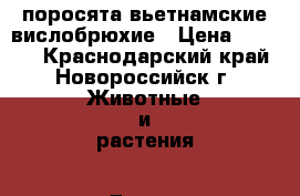 поросята вьетнамские вислобрюхие › Цена ­ 2 500 - Краснодарский край, Новороссийск г. Животные и растения » Другие животные   